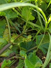 Rumex hypogaeus