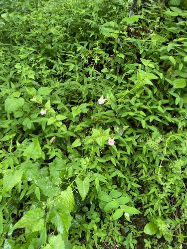 Diascia vigilis, photograph 5
