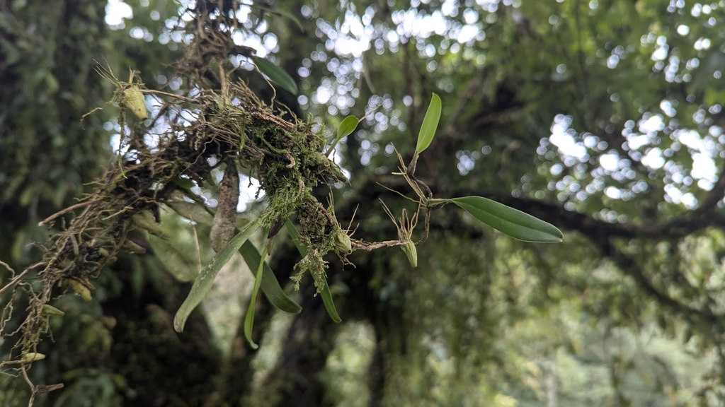 Bulbophyllum retusiusculum