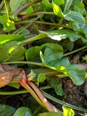 Rumex hypogaeus