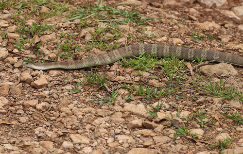 Tiger Snake sighting