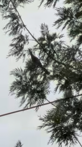 Grey Go-away-bird