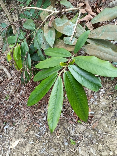 Image of Diospyros blancoi by (c) 五色鳥, some rights reserved (CC BY)