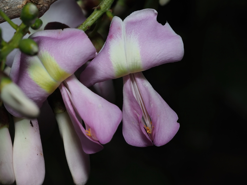 Gliricidia sepium - Whole tree
