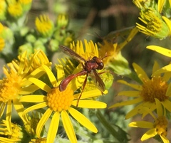 Physocephala burgessi