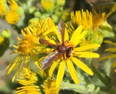 Physocephala burgessi
