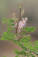Mimosa distachya laxiflora