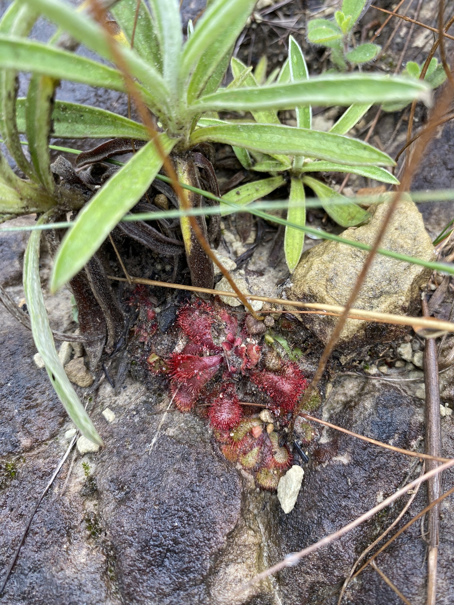 Imagem de Drosera natalensis é conhecida popularmente como "droséra"