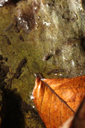 Amemboa esakii, 2024-08-26