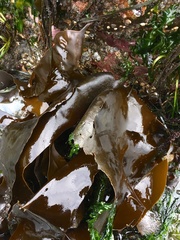 Hedophyllum nigripes