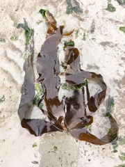 Hedophyllum nigripes