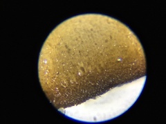 Hedophyllum nigripes