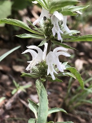 Monarda citriodora austromontana