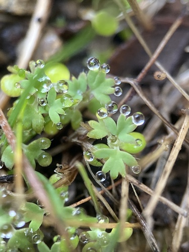 iNaturalist observation photo of western lady's mantle