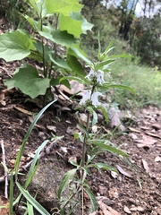 Monarda citriodora austromontana