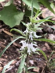 Monarda citriodora austromontana