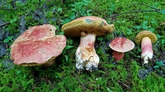 Boletus miniato-olivaceus