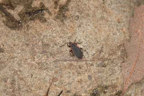 Charcoal Seed Bug photo 3