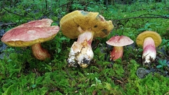 Boletus miniato-olivaceus