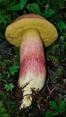 Boletus miniato-olivaceus