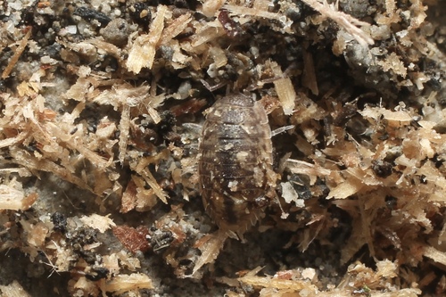 Alloniscus silvestrii