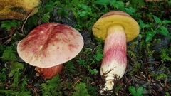Boletus miniato-olivaceus