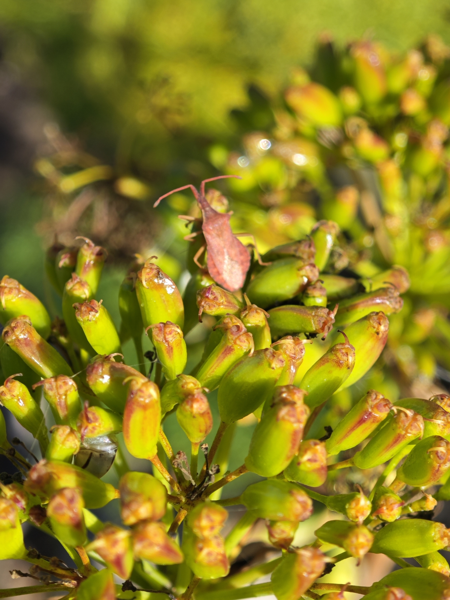 Haploprocta sulcicornis