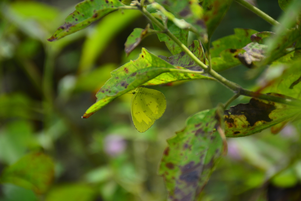 Eurema alitha (Eurema alitha)