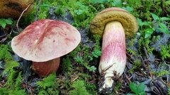 Boletus miniato-olivaceus