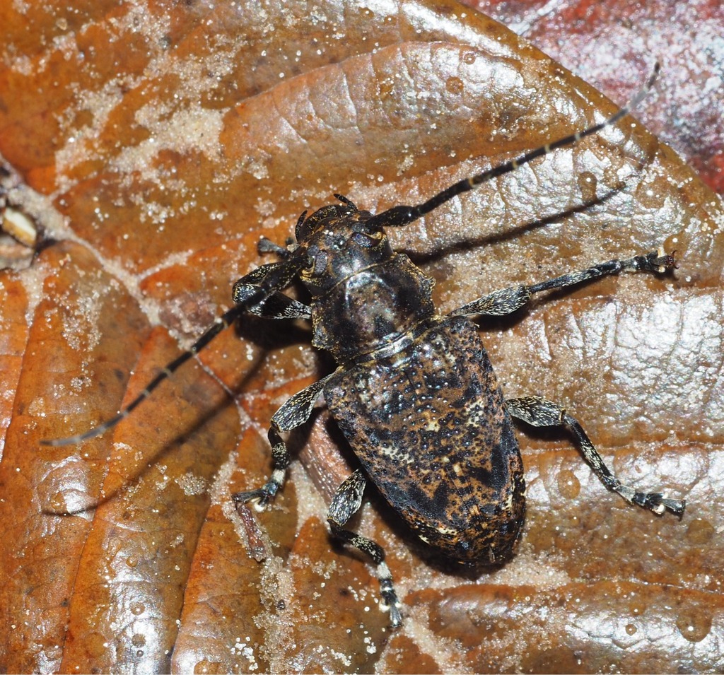 Acanthoderes affinis