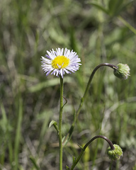 Erigeron caespitosus