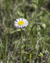 Erigeron caespitosus