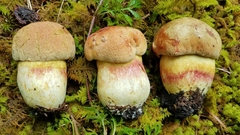 Boletus miniato-olivaceus