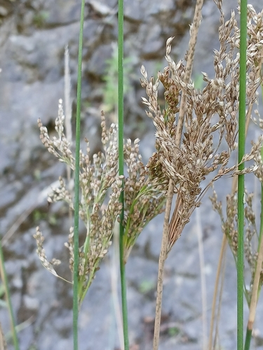 Image of Juncus sarophorus by (c) Leon Perrie, some rights reserved (CC BY)