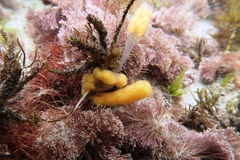Botrylloides perspicuus