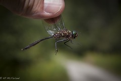 Somatochlora walshii