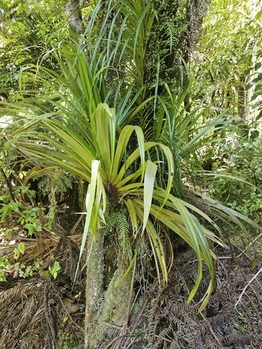 Perching lily (Astelia hastata)