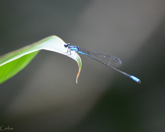 Acanthagrion quadratum