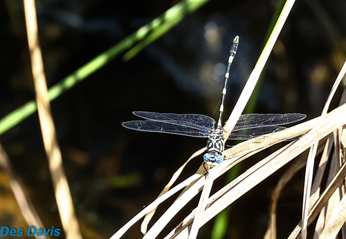 Southern Fingertail