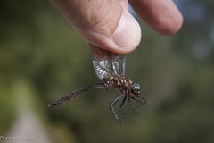 Somatochlora walshii