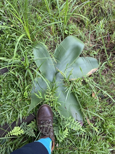 Brunsvigia radulosa
