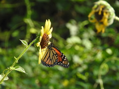 Danaus plexippus