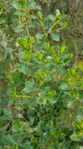 Image of Baccharis conferta by (c) Alan Rockefeller, some rights reserved (CC BY)