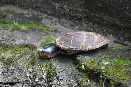 Herrera's Mud Turtle