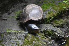 Kinosternon herrerai