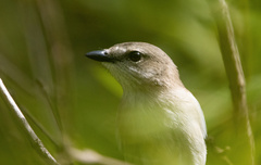 Grey Whistler photo 2