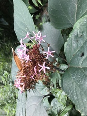 Clerodendrum bungei
