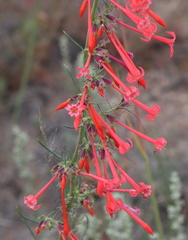 Ipomopsis aggregata aggregata