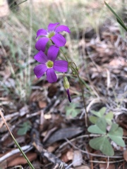 Oxalis alpina