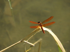 Perithemis domitia